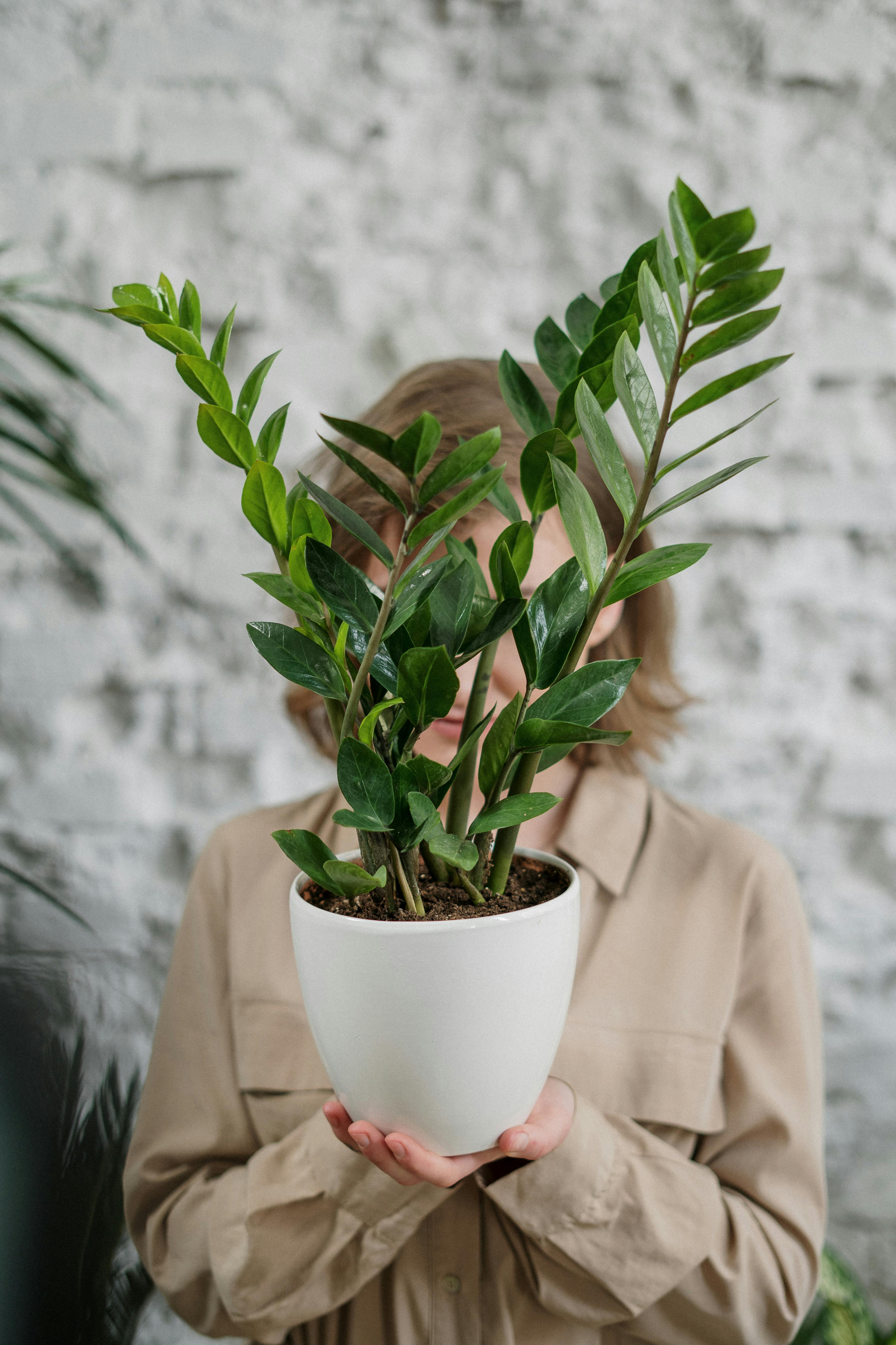 Lovely Plant Image