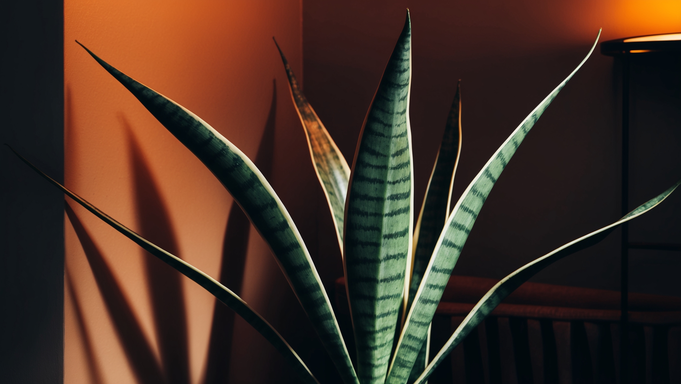 Leafy Sansevieria plant in a dim corner