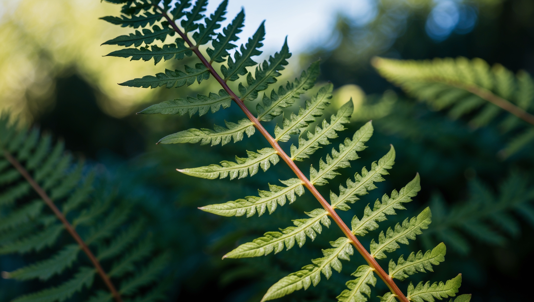 A vibrant close-up of a fern leaf showing intricate details