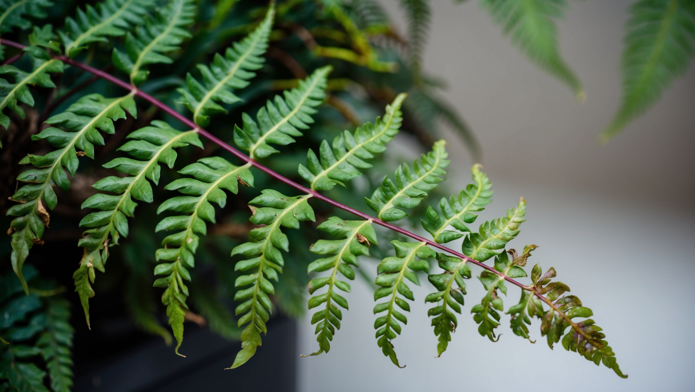 A close-up of a fern with drooping leaves