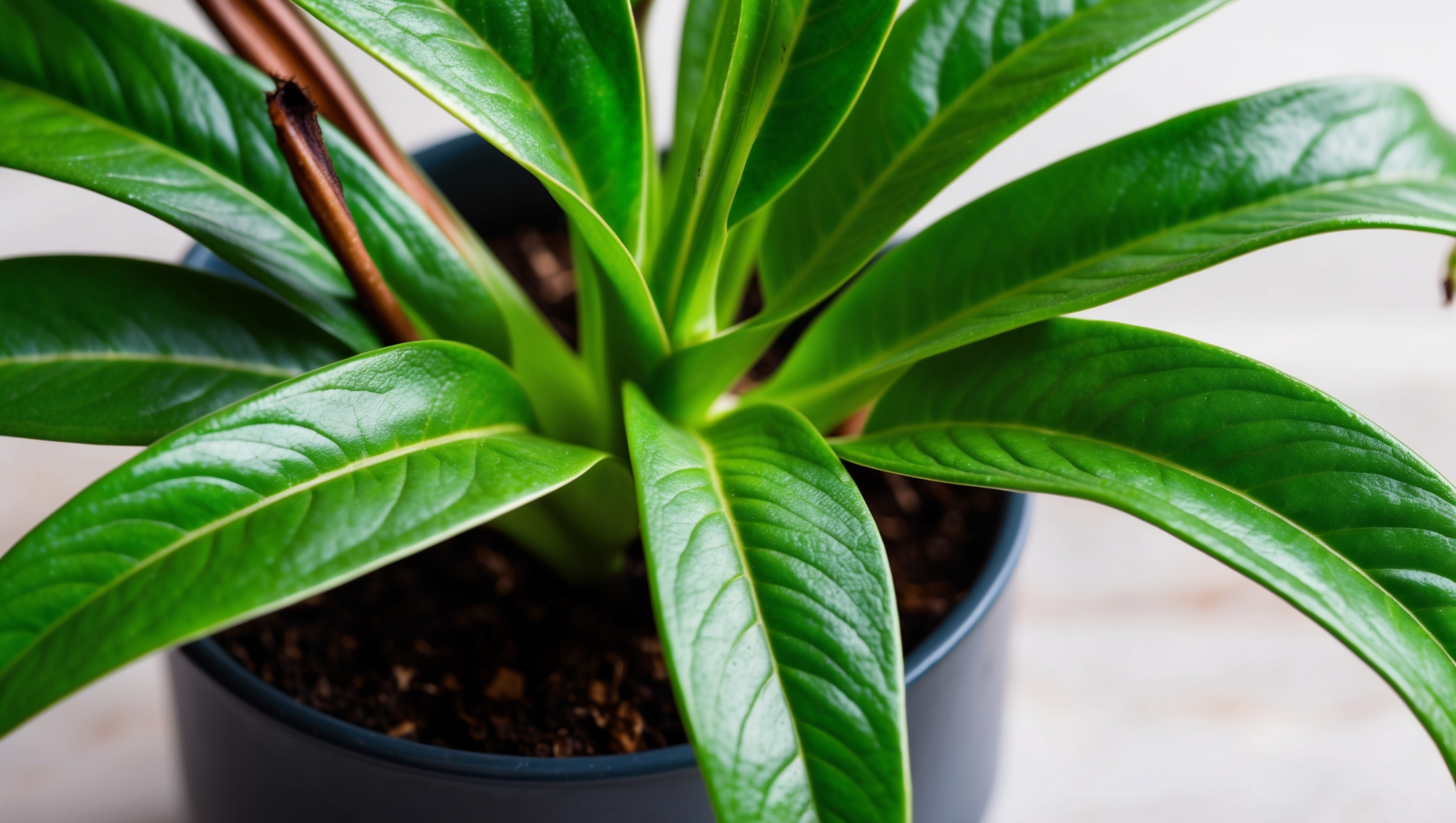 A lush spider plant with vibrant leaves, hydrated with filtered water