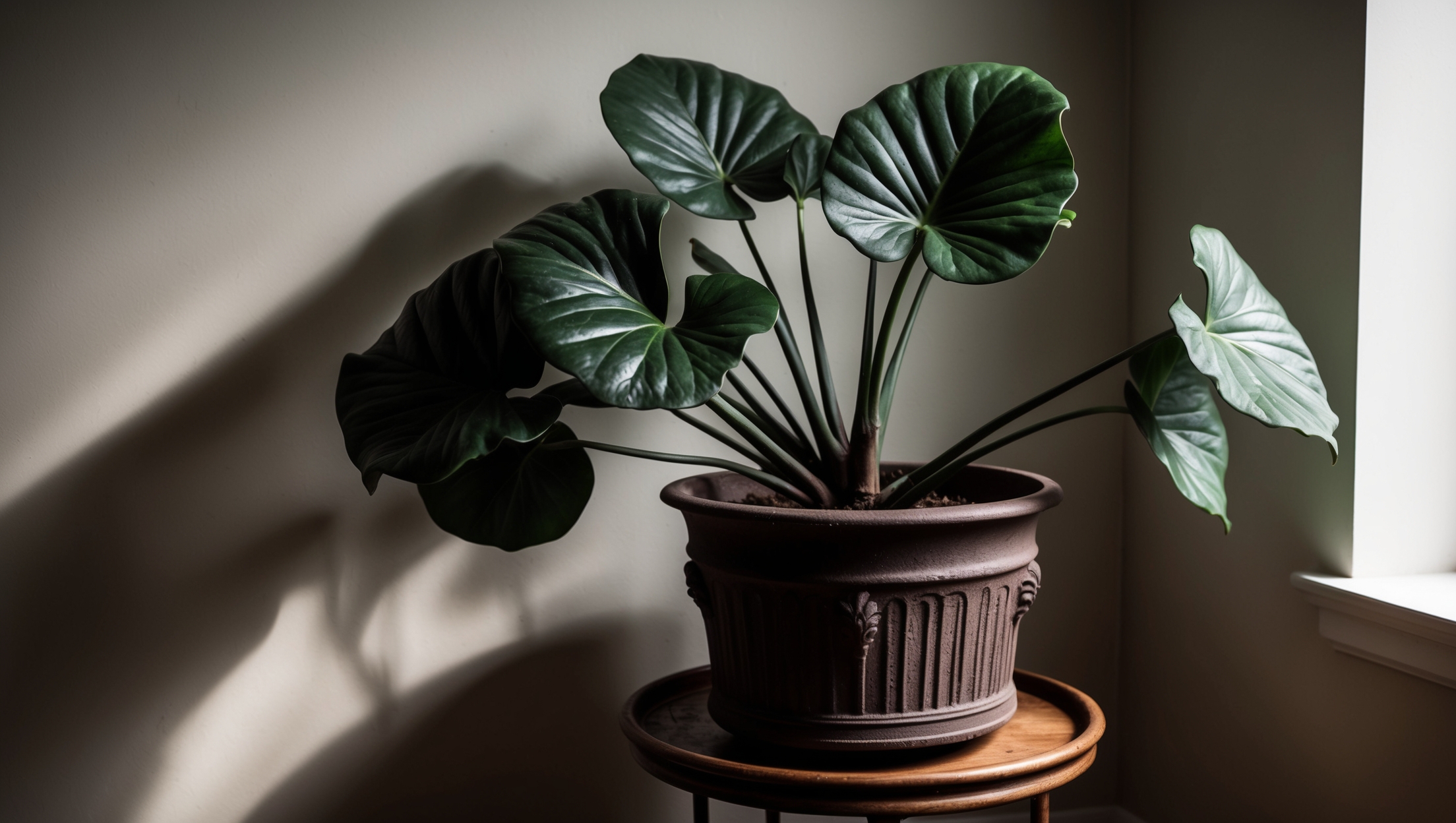 Cast Iron Plant showcasing resilience in shade