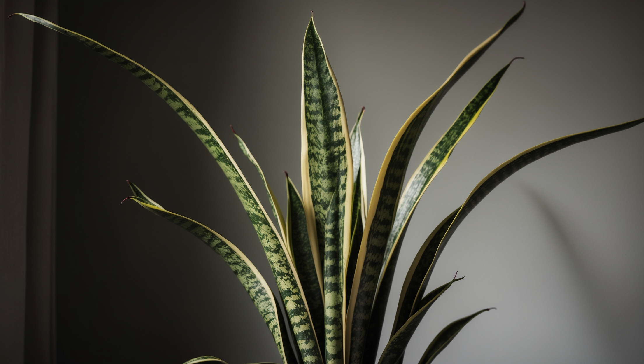 Snake Plant basking in low light