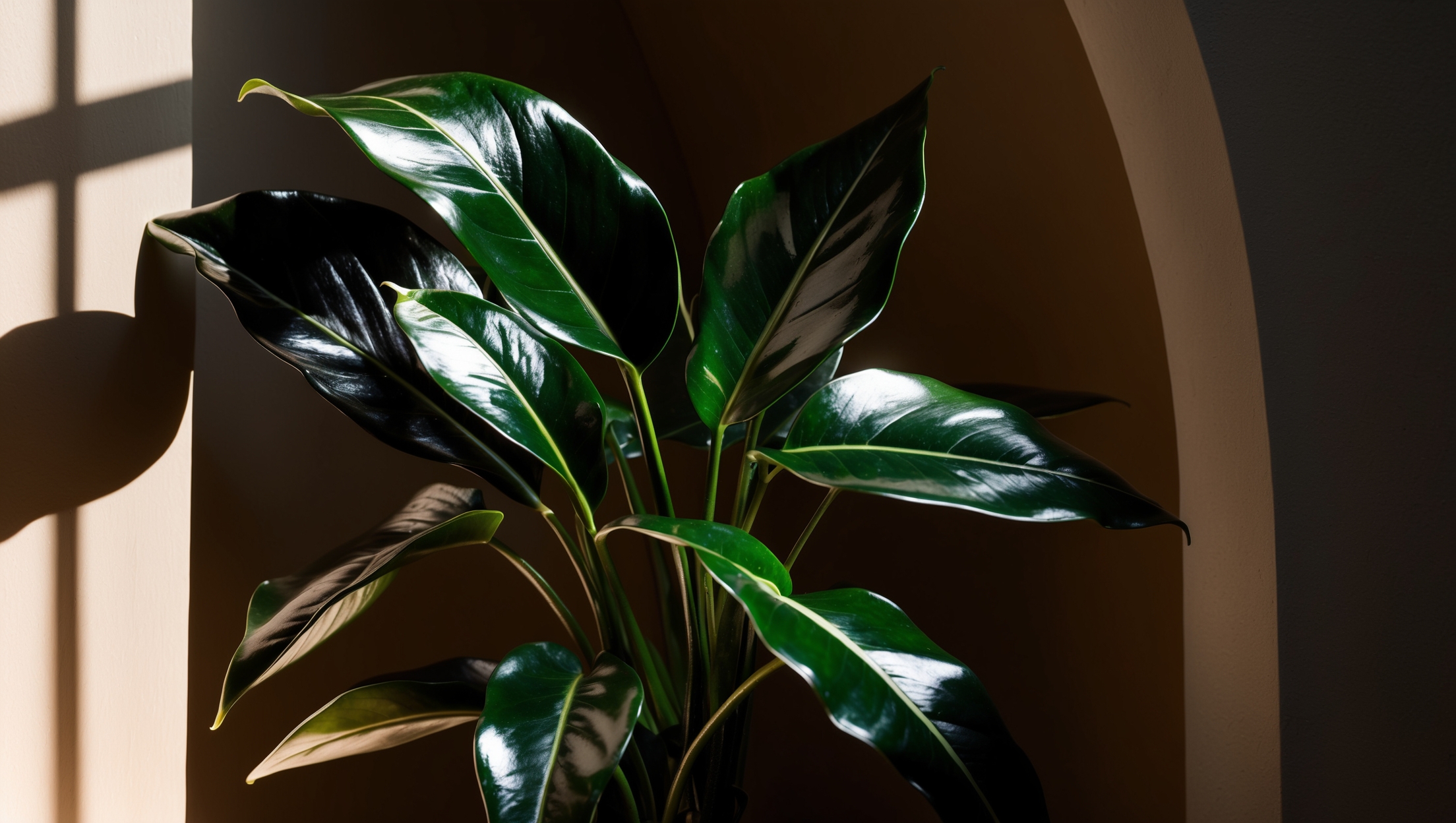 ZZ Plant thriving in dark environment