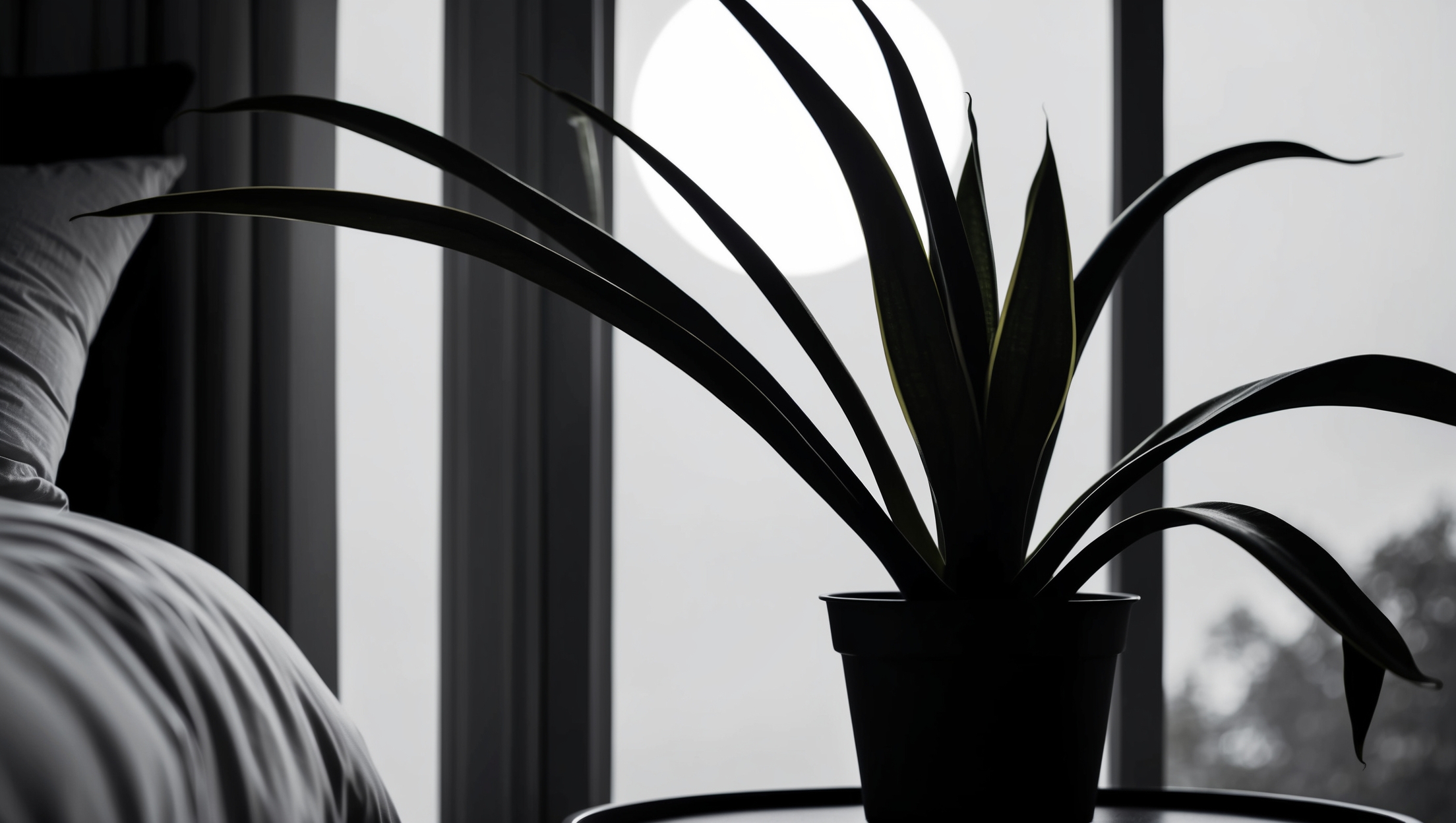 Snake Plant thriving in low light conditions