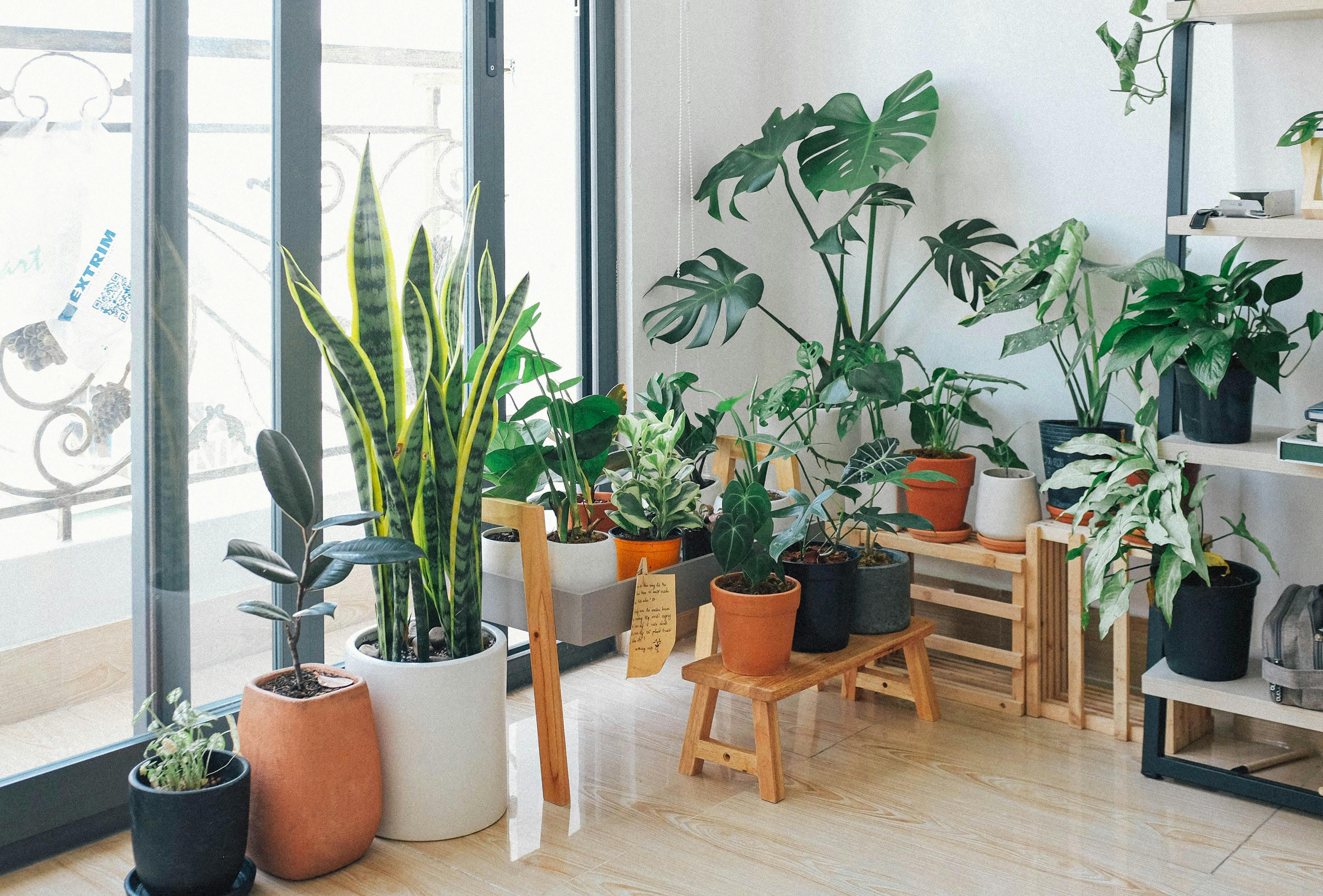 Top 10 Easiest Houseplants for Beginners