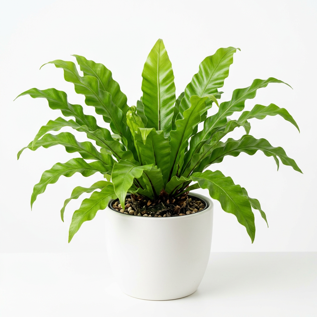 Bird's Nest Fern